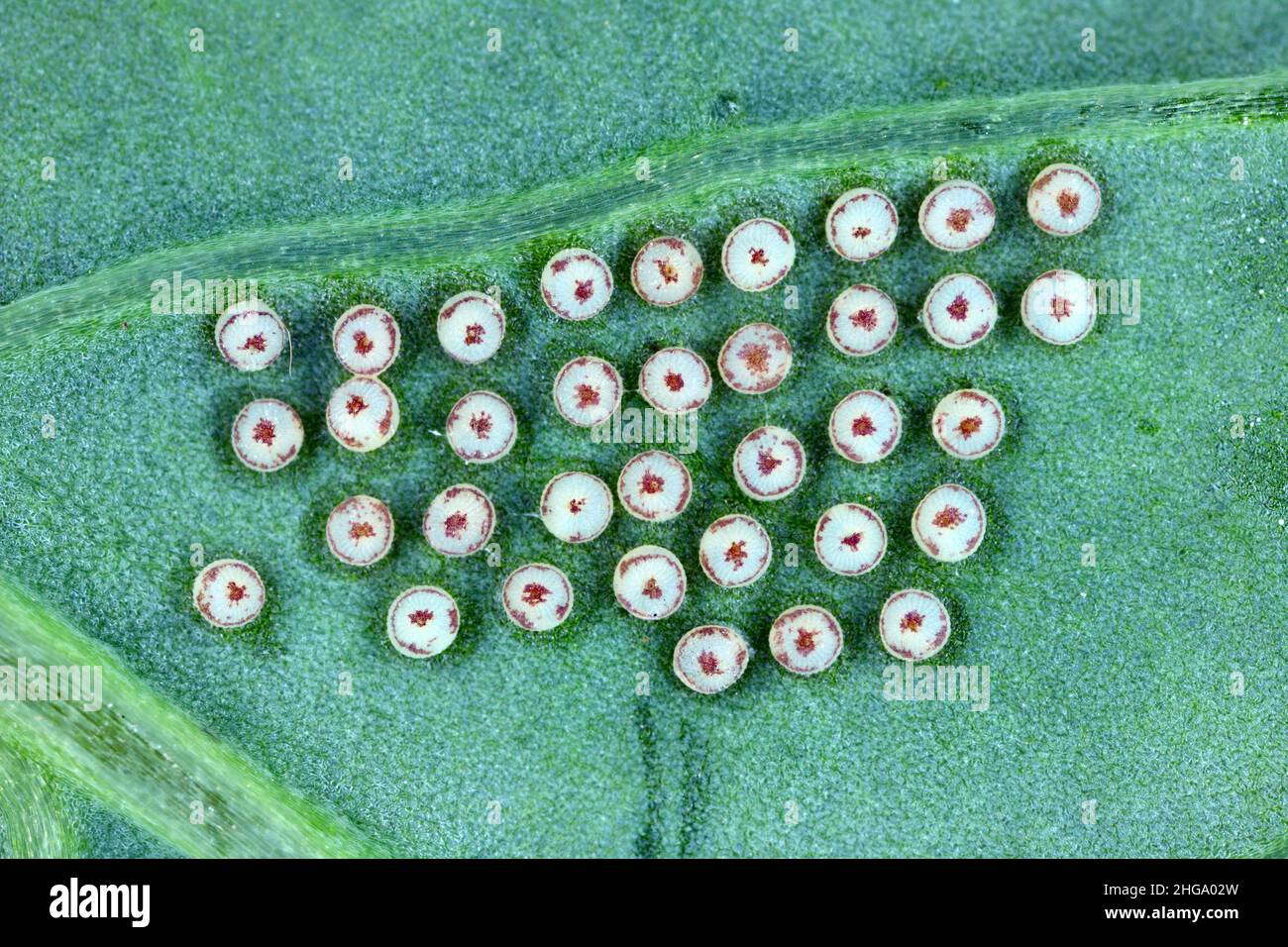Eggs of Turnip moth Agrotis segetum Owlet moth Noctuidae Under