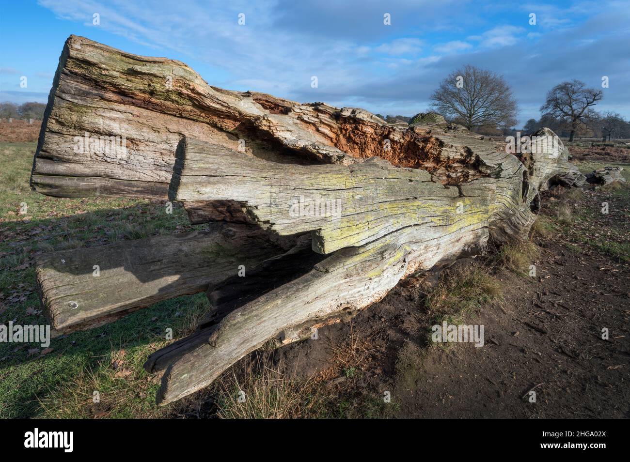 Fallen tree left to rot as nature takes over Stock Photo
