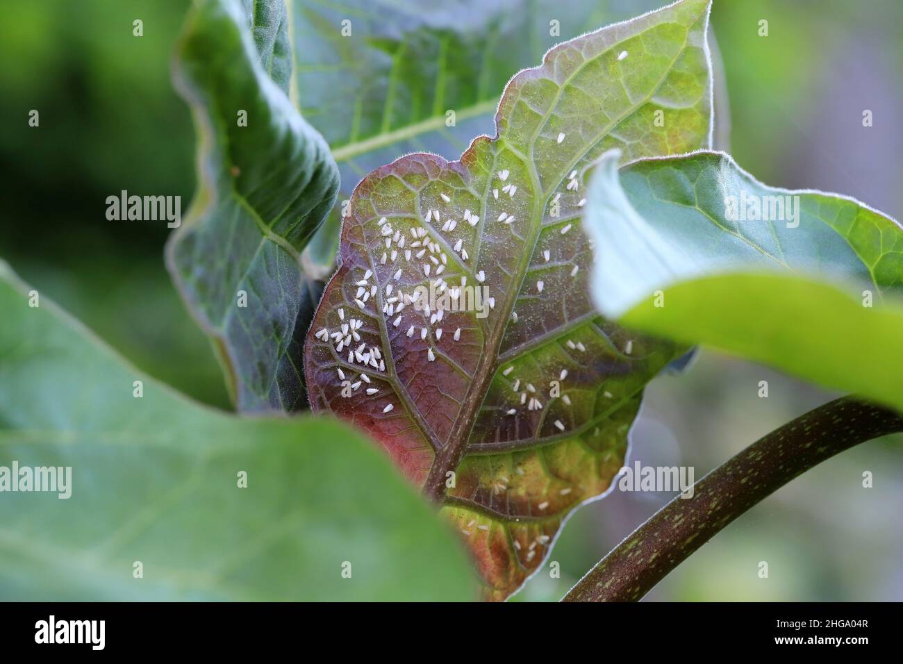 Greenhouse whitefly - Trialeurodes vaporariorum on the underside of leaves. It is a currently important agricultural pest. Stock Photo