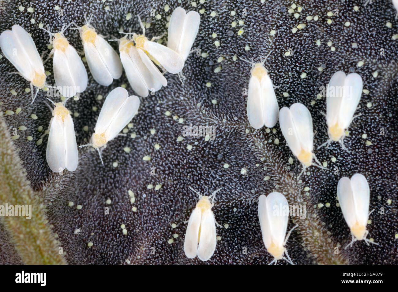 Greenhouse whitefly - Trialeurodes vaporariorum on the underside of leaves. It is a currently important agricultural pest. Stock Photo
