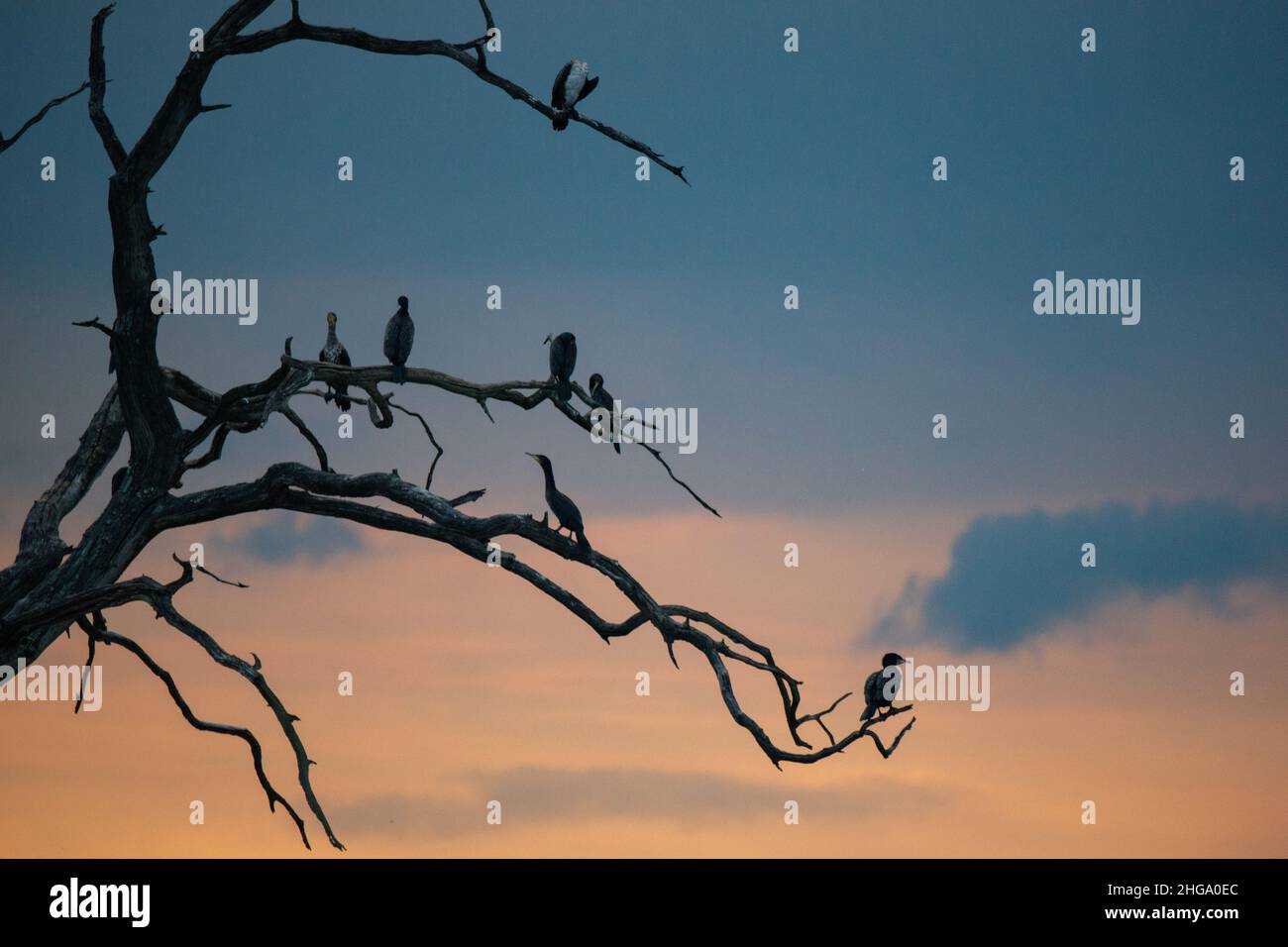 Cormorants in a dead tree on Rutland Water near he Lyndon Visitor Centre Stock Photo