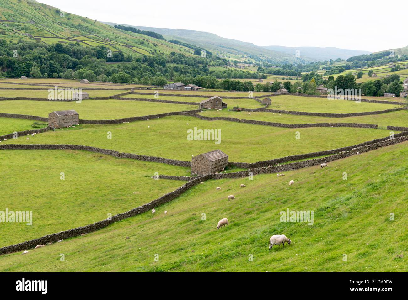 Drystone walls, stone barns and green fields in the Yorkshire Dales, England, UK Stock Photo