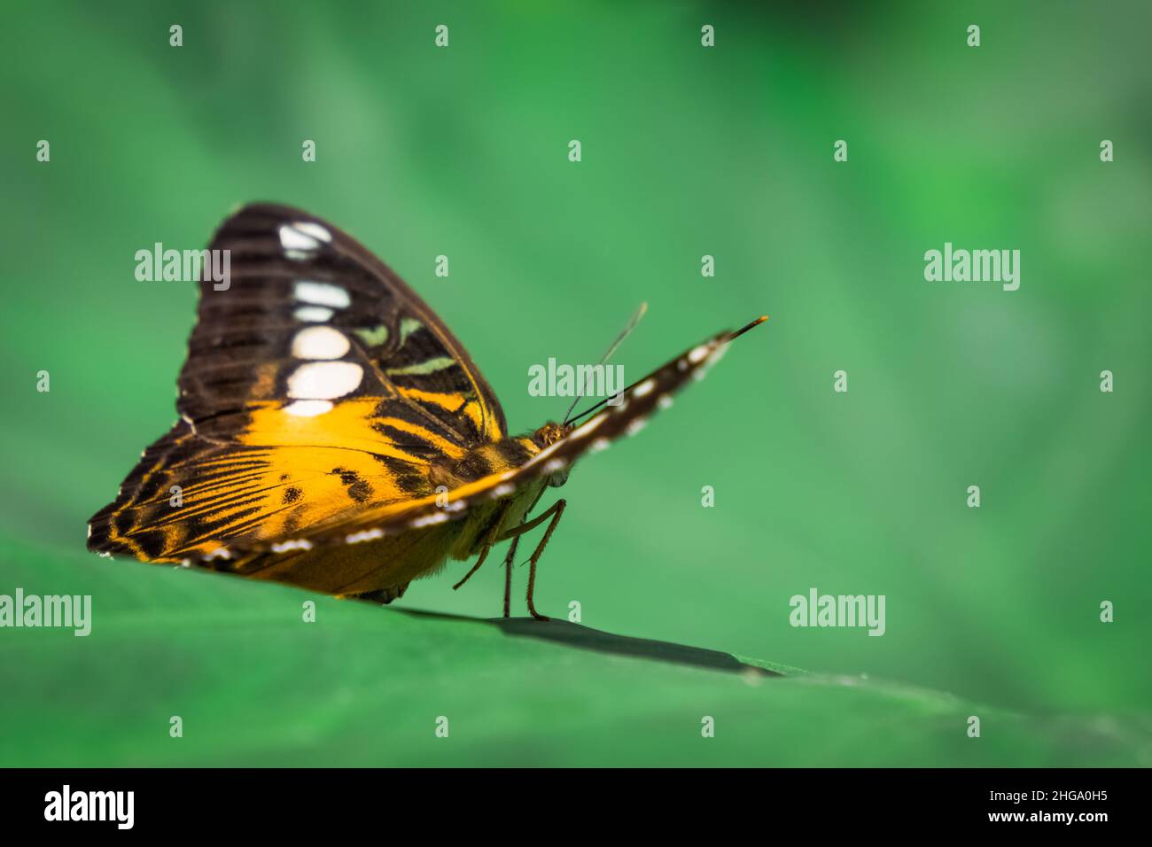 Macro view of orange butterfly body. Parthenos Sylvia. Konya Tropical Butterfly Valley, Turkey Stock Photo