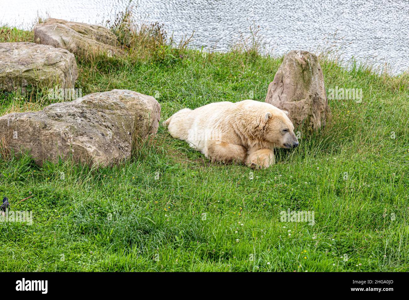 A rather sleepy polar bear at Yorkshire Wildlife Park near Doncaster, South Yorkshire UK Stock Photo