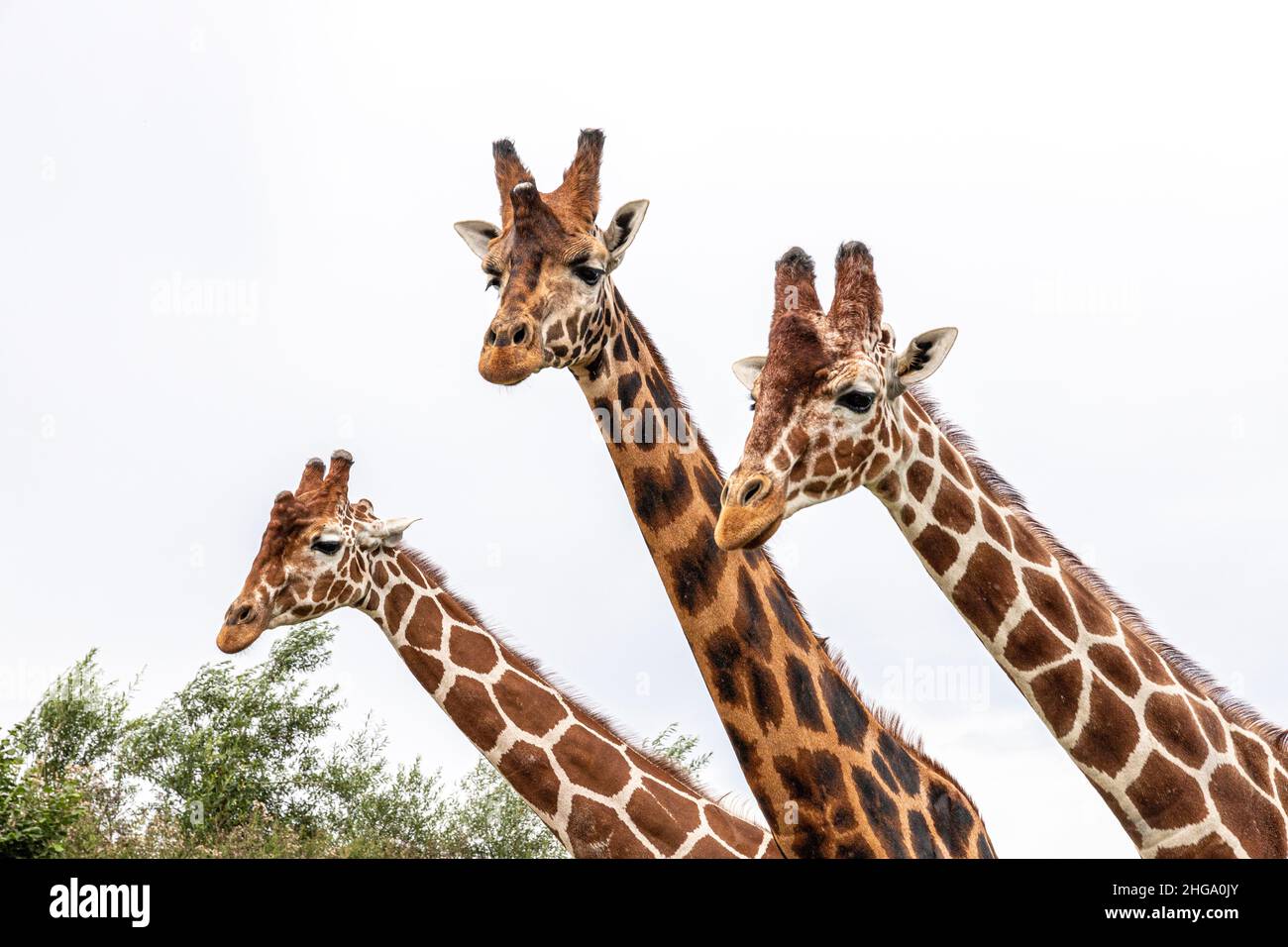 Inquisitive giraffes at Yorkshire Wildlife Park near Doncaster, South Yorkshire UK Stock Photo