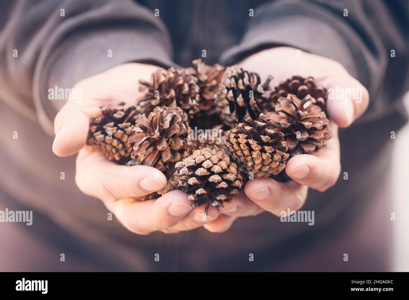 Man holding fir cones Stock Photo