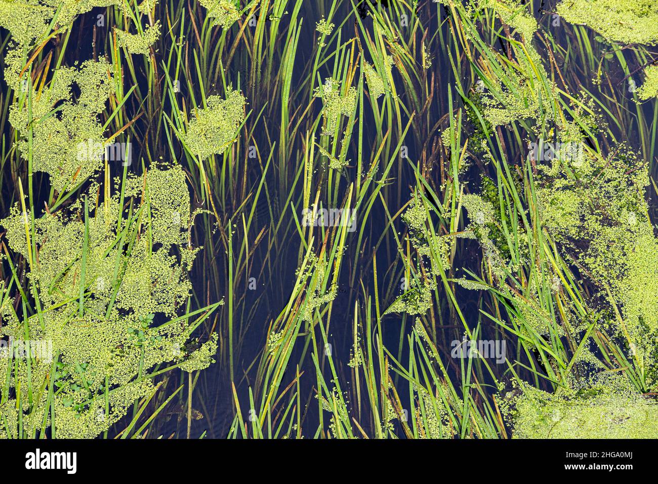 Reeds and pond weed growing in the River Torne near Doncaster, Yorkshire UK Stock Photo