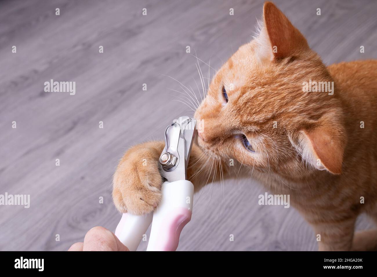 Ginger kitten gnaws scissors for cutting claws close up Stock Photo