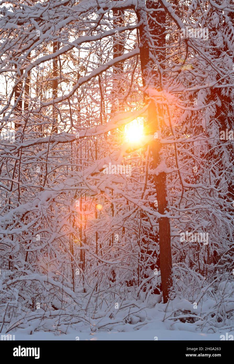 Snowy tree trunk in snowy white forest on a sunny winter day Stock Photo