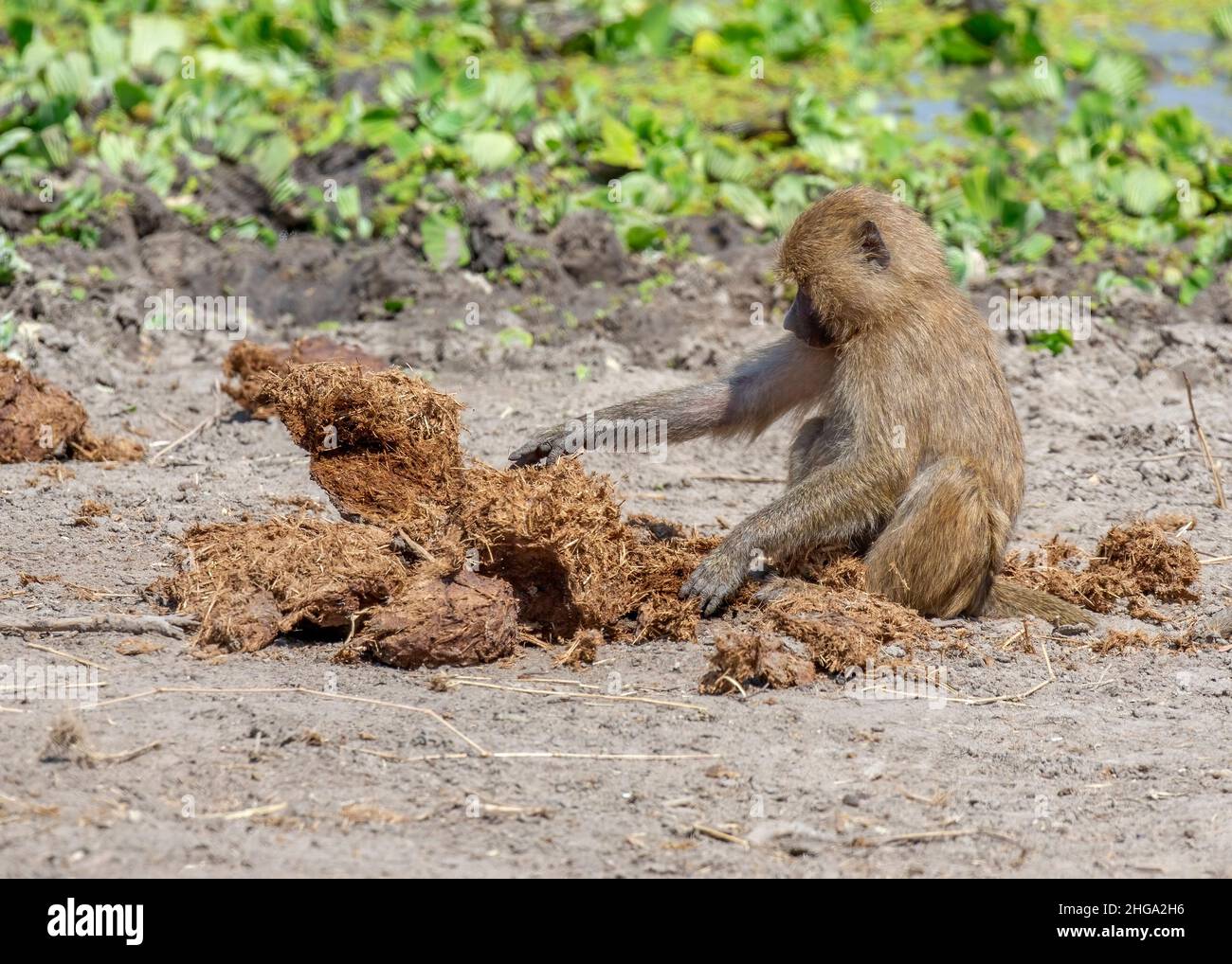 Baboon droppings hi-res stock photography and images - Alamy