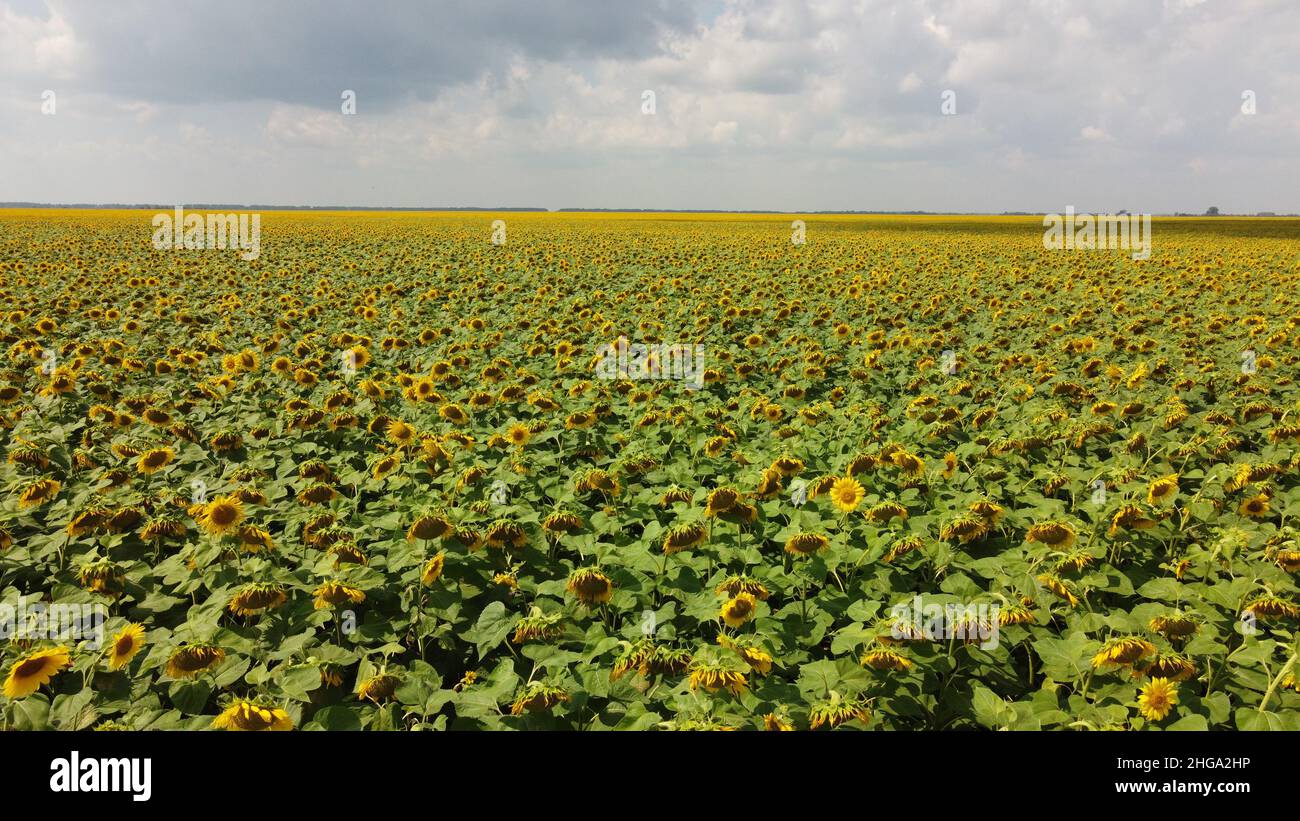 A field of sunflowers under a cloudy sky Stock Photo - Alamy
