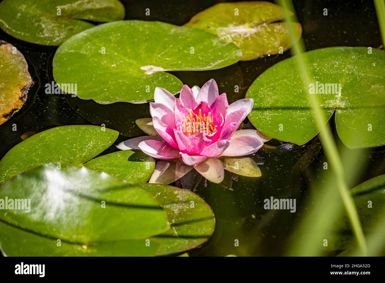 The beautiful pink and white flower of the water lily, lying on the surface of a pond. Its large and characteristic green leaves float on the water. C Stock Photo