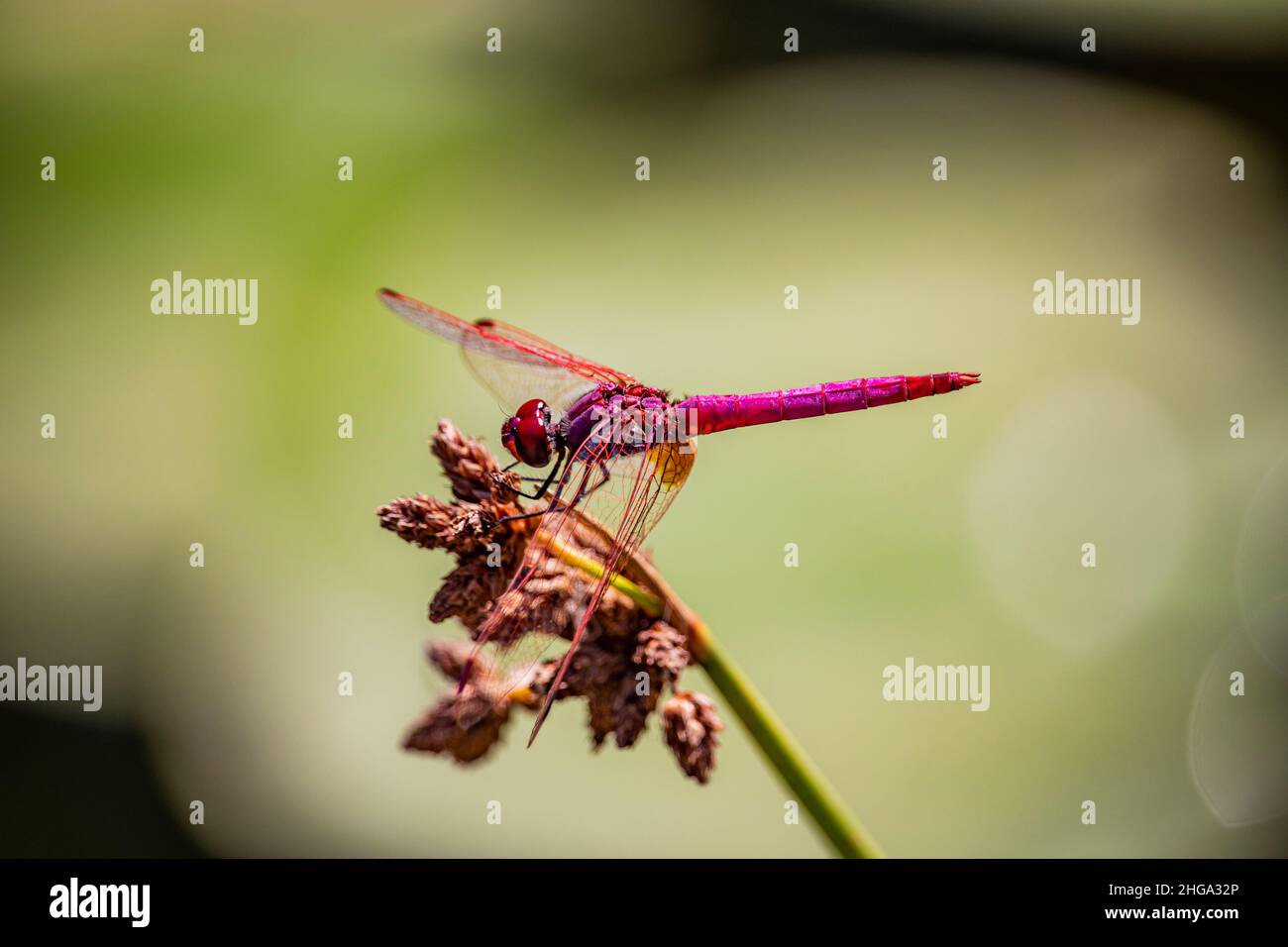 A beautiful red, magenta and purple dragonfly has landed on the flower of a plant. Close up, macro, blur effect, bokeh. Flight, lightness, strength, i Stock Photo