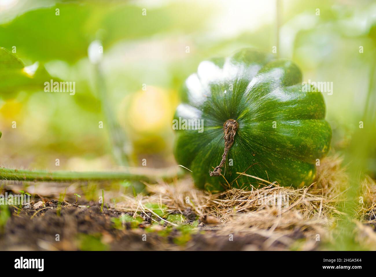 Young green pumpkin plant growing hi-res stock photography and images ...