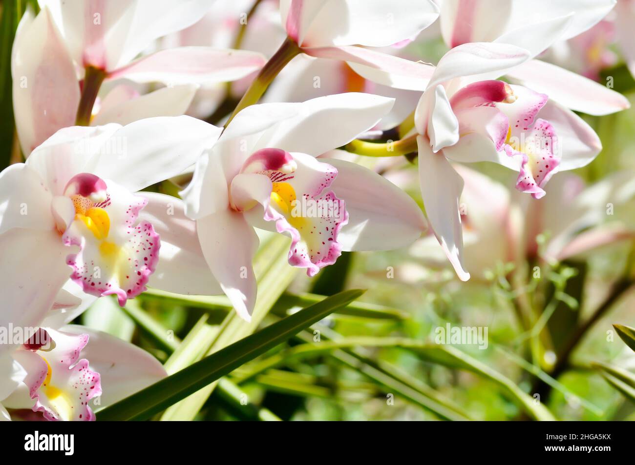 Ground orchid, Spathoglottis or Acanthephippium or  Bletia or Calanthe or Phaius Stock Photo