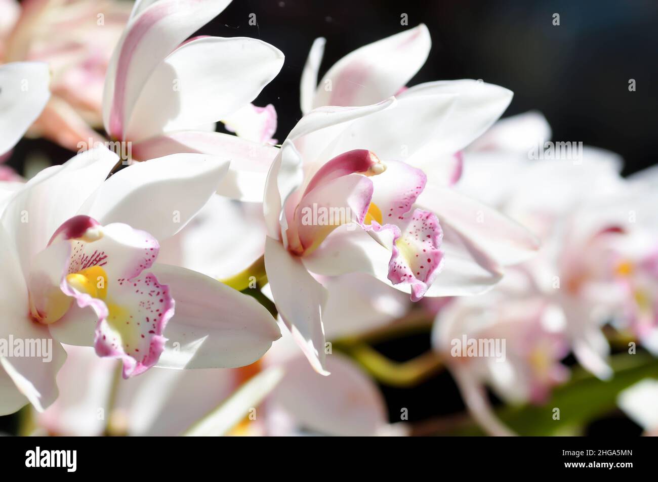 Ground orchid, Spathoglottis or Acanthephippium or  Bletia or Calanthe or Phaius Stock Photo