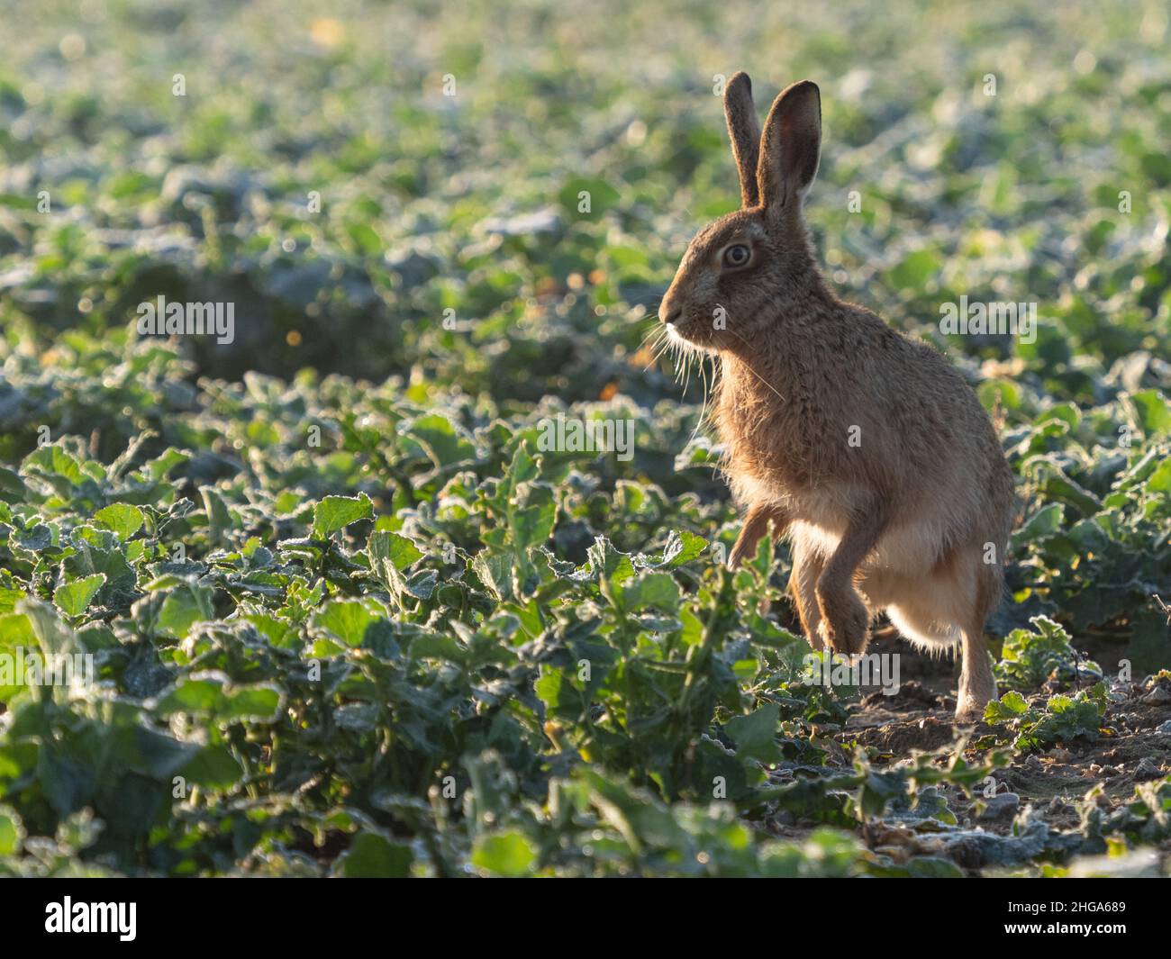 Brown hare in arable field Stock Photo