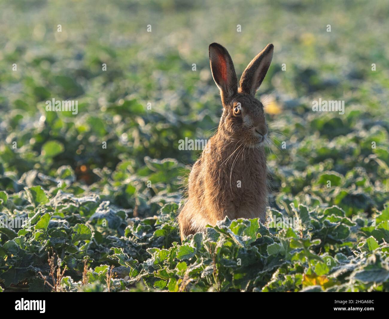 Brown hare in arable field Stock Photo