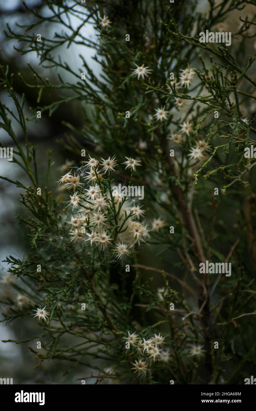 A few flowers and inside branches of a female desert broom shrub shot with a shallow depth of field. Stock Photo