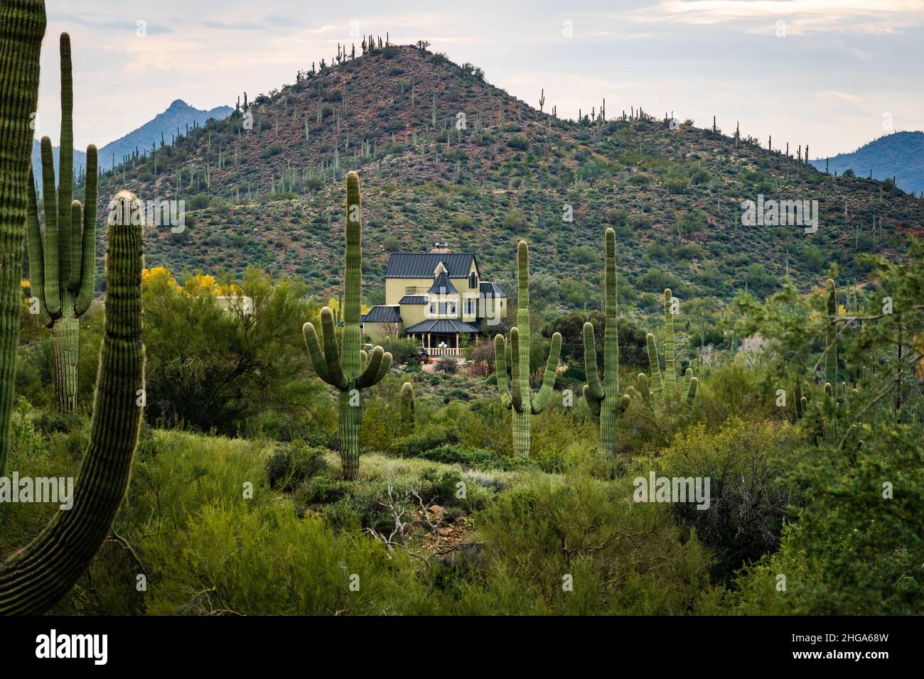 Green Victorian Style house by the mountain and tall saguaro cacti near Spur Cross Ranch Conservation Area in Cave Creek, Arizona, United States. Stock Photo