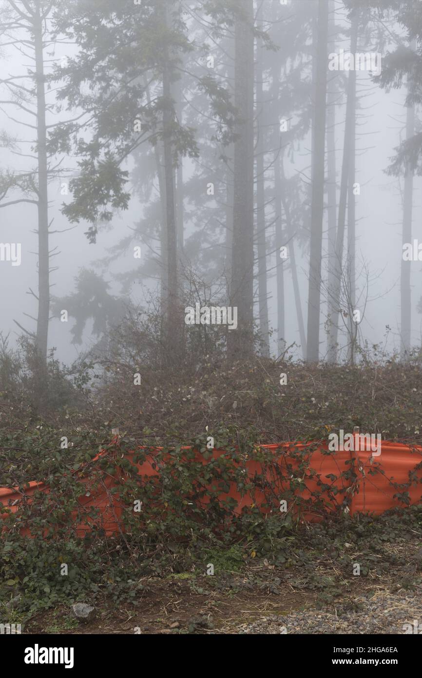 Brambles growing over orange temporary plastic fencing in a construction site. Stock Photo