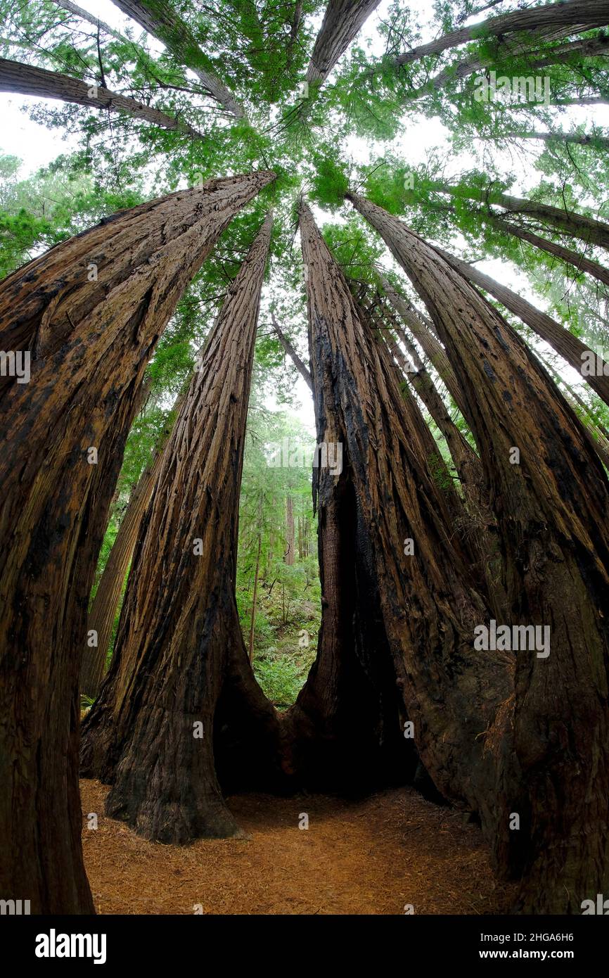 Muir Woods Redwood Forest tall trees in California Stock Photo - Alamy