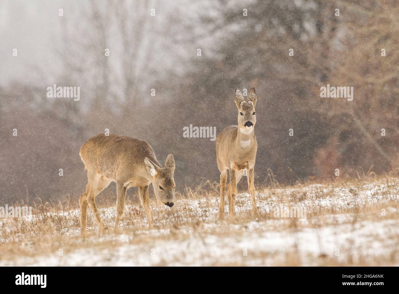 Roe deer walking grazing on dry grass in wintertime. Stock Photo