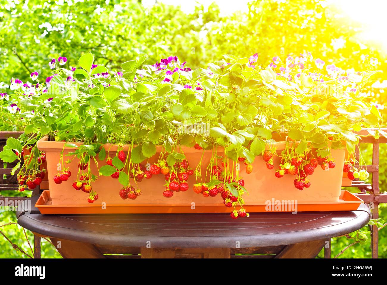 Lots of ripe red strawberries in a planter box on a balcony table, pansies in the background, apartment or container gardening concept. Stock Photo