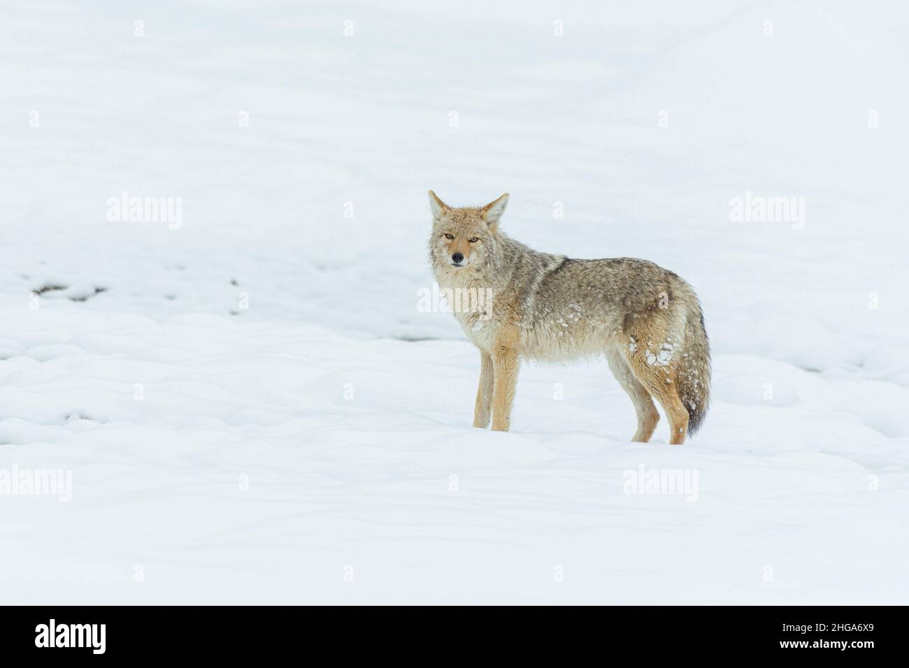 A coyote (Canis latrans) stands in the snow in Yellowstone National Park, Wyoming, USA. Stock Photo