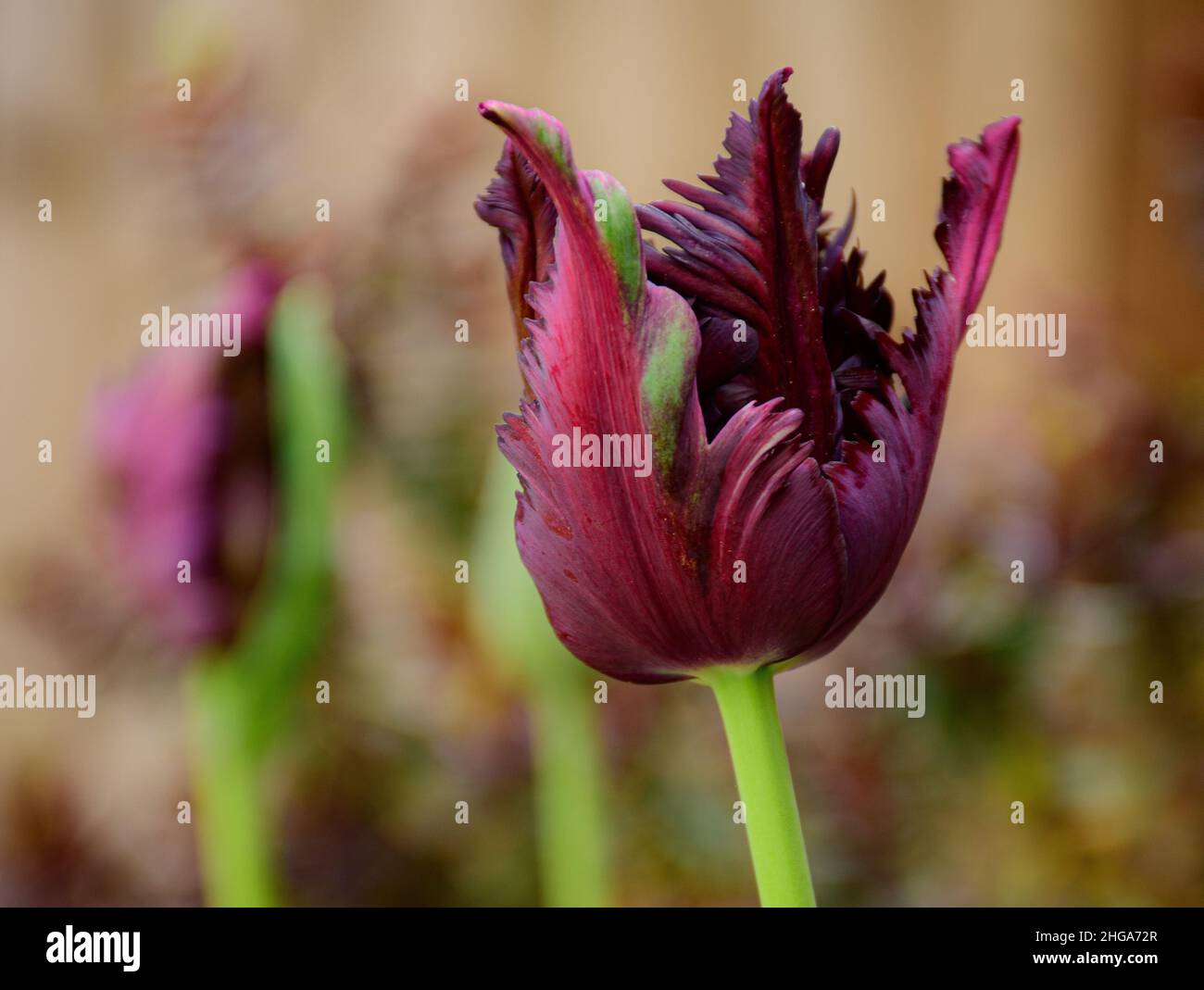 English Garden Flowers Stock Photo - Alamy