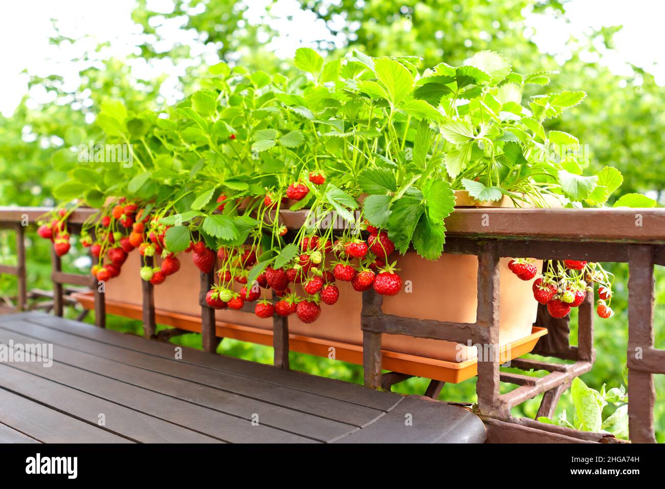 Strawberry plants with lots of ripe red strawberries in a balcony railing planter, apartment or urban gardening concept. Stock Photo