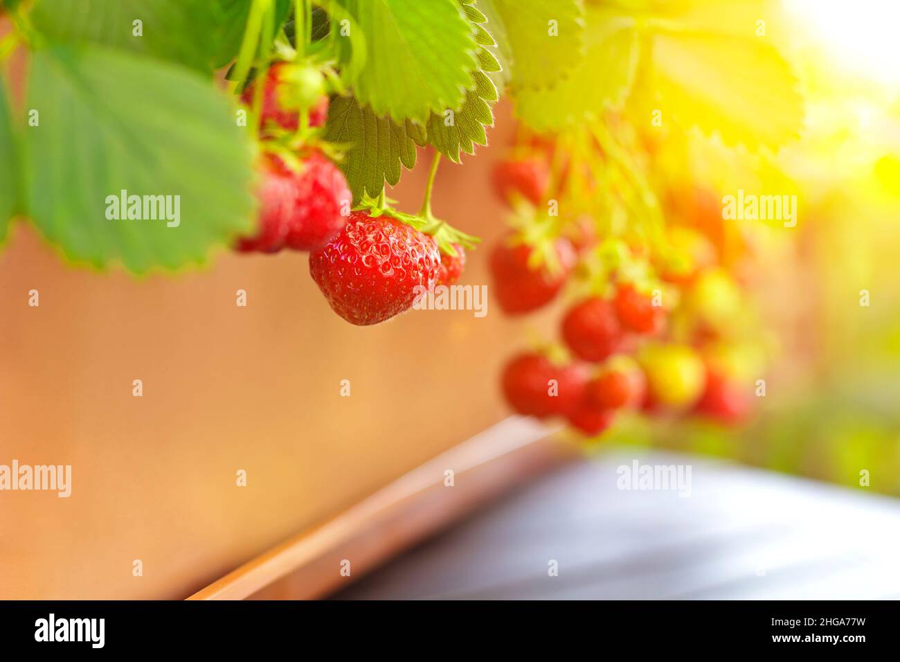 Close-up of ripe red strawberries in a balcony planter box, apartment or urban gardening concept, copy space. Stock Photo