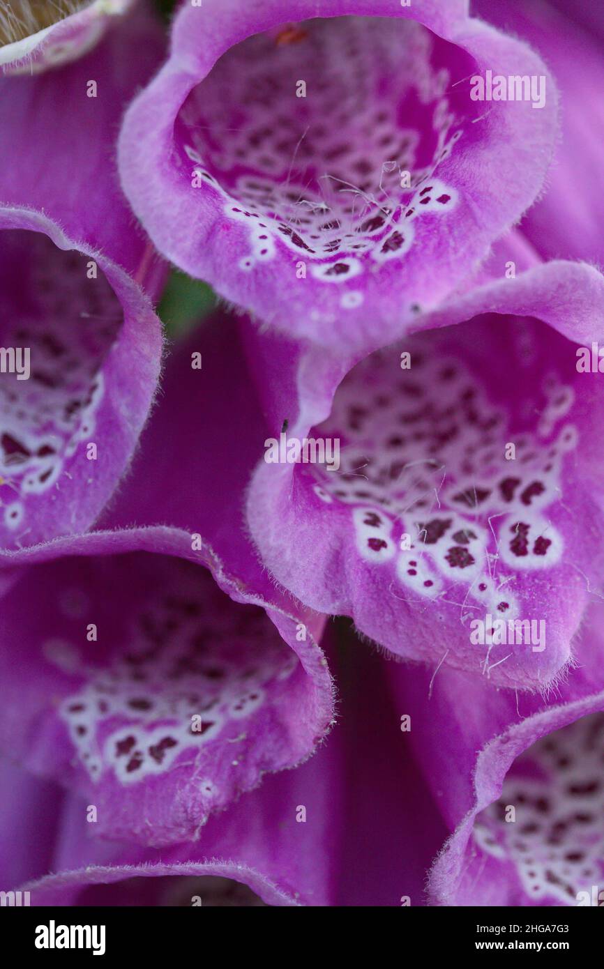 Blossom of a thimble in Austria,Europe Stock Photo Alamy