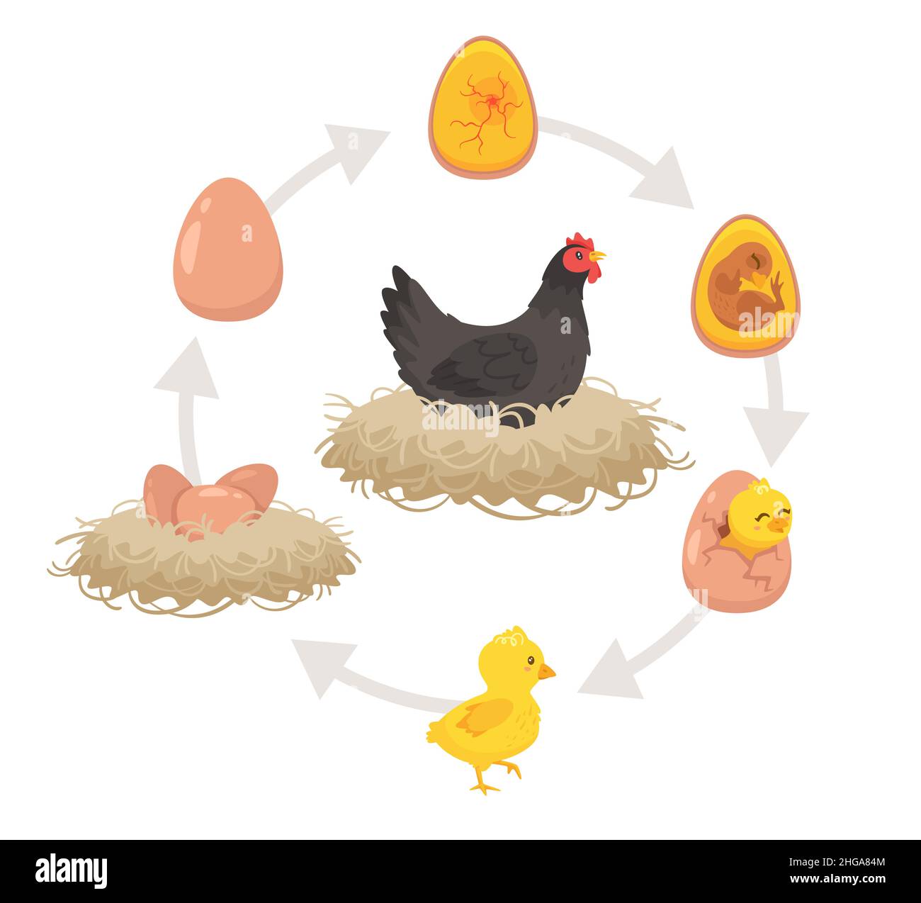 Kids educational scheme of the hatching process. Stock Vector