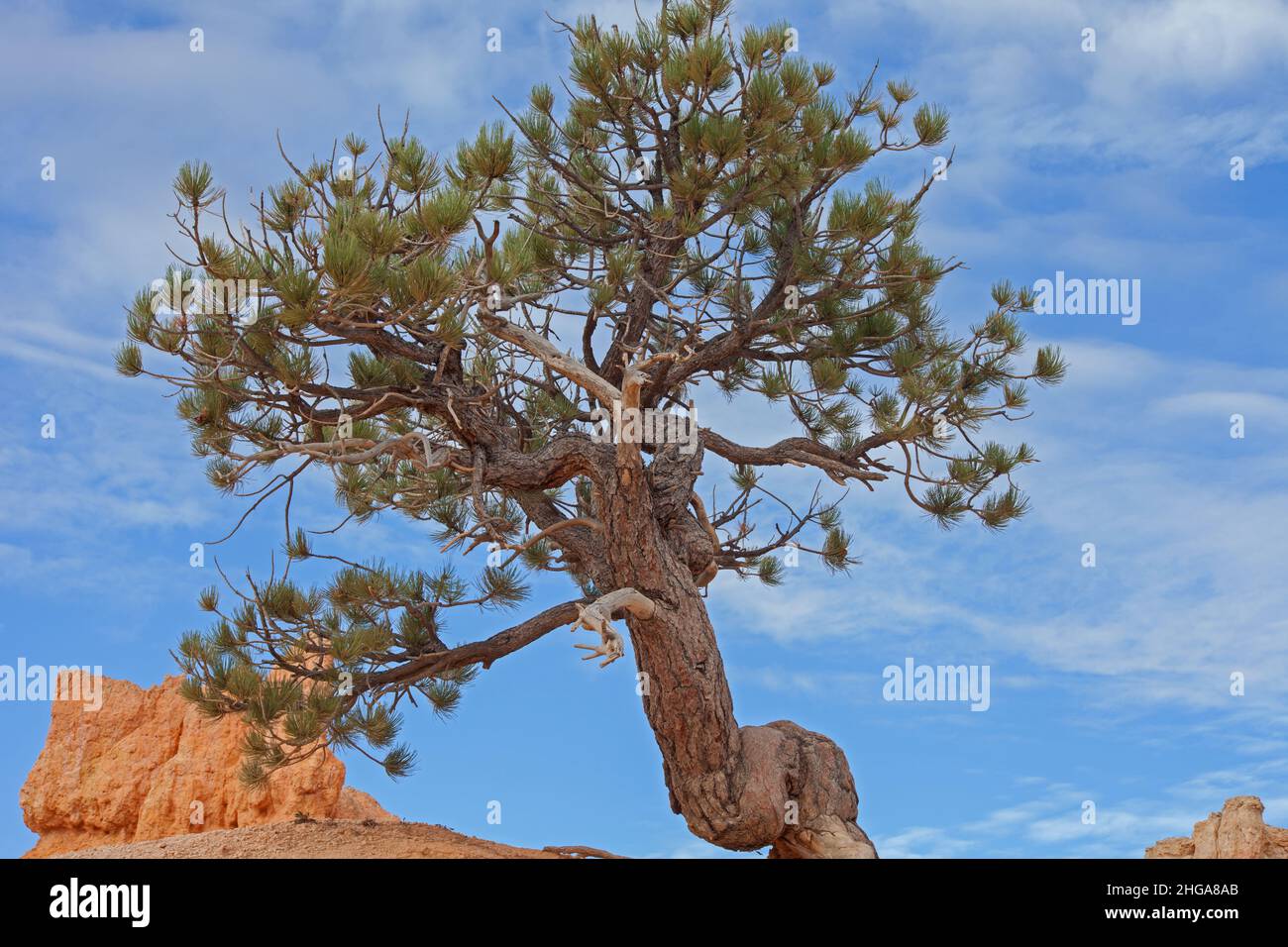 Bryce Limber Pine 2444 Stock Photo