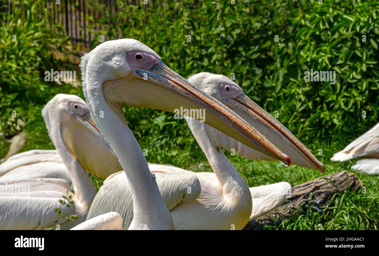 Beaks of  pelicans in a park. Stock Photo