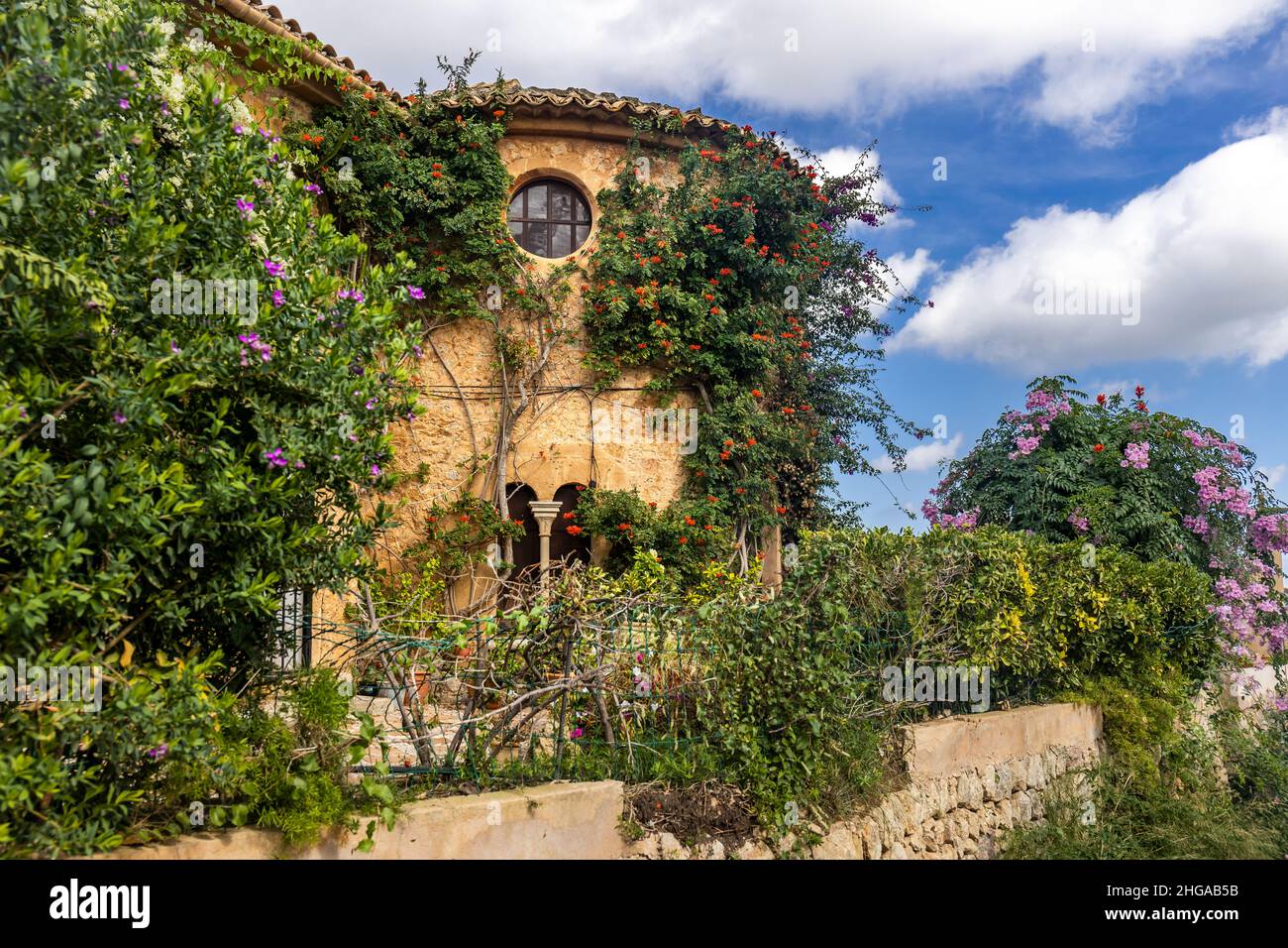 Climbing flowering plants on a mediterranean house in Pollença or Pollensa, Majorca, Mallorca, Balearic Islands, Spain Stock Photo
