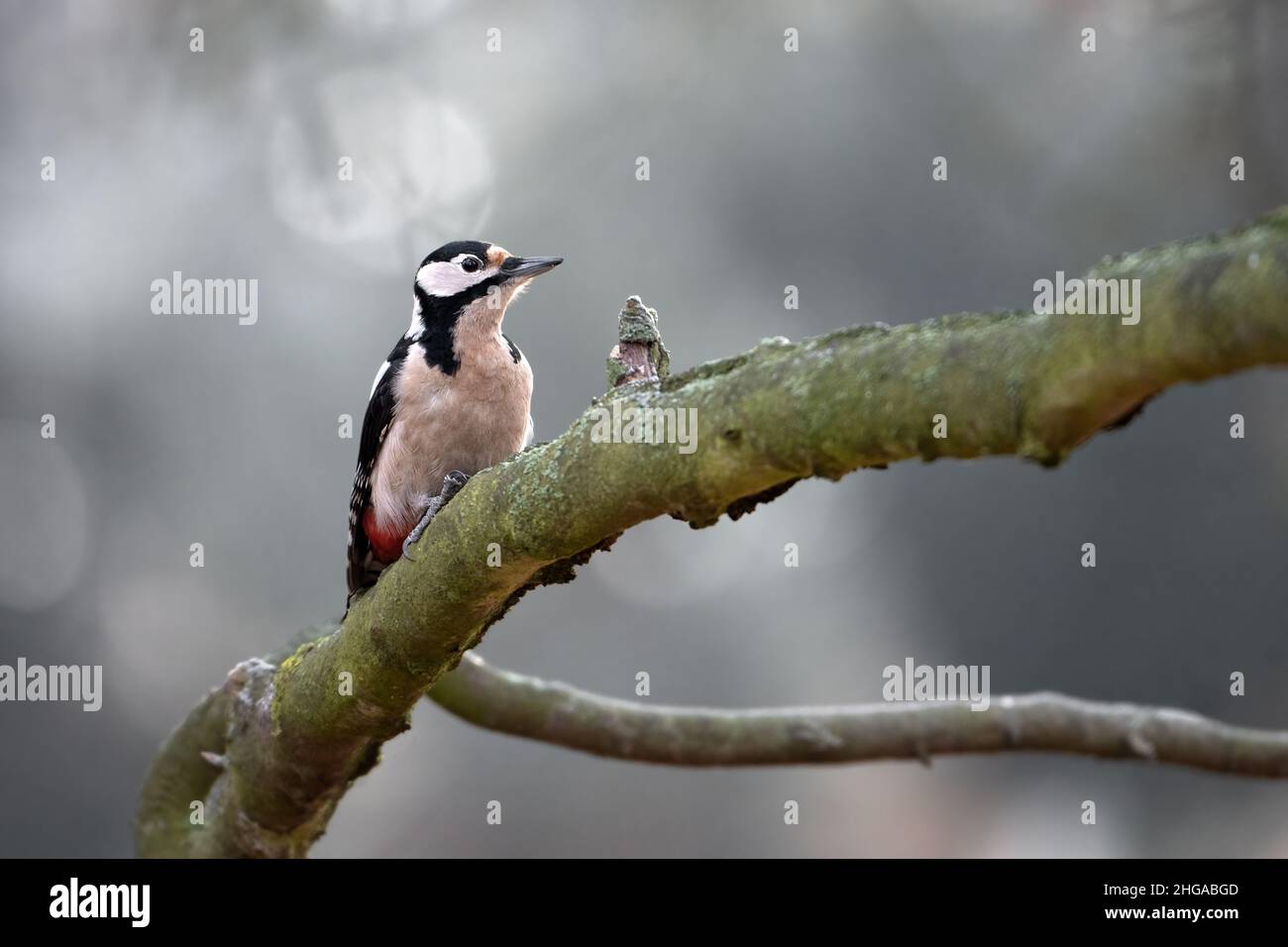 Spotted woodpecker in the park tusks with a tree trunk. Stock Photo