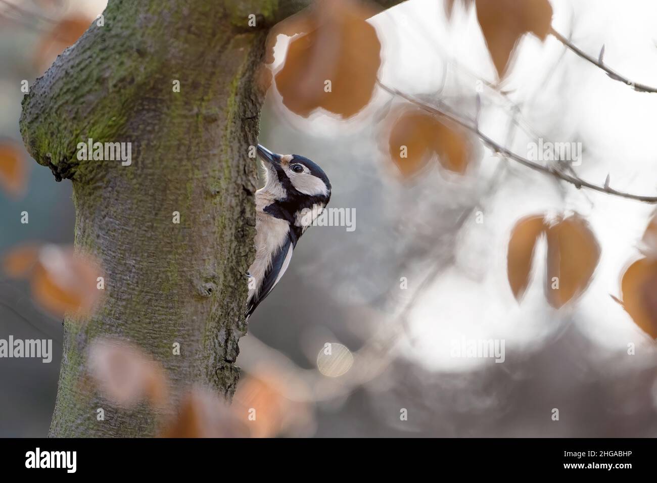 Spotted woodpecker in the park tusks with a tree trunk. Stock Photo