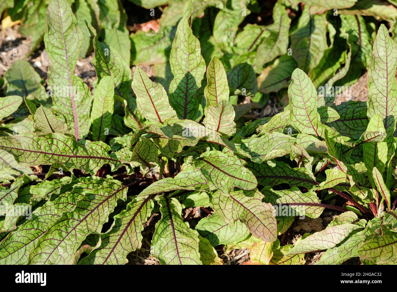 Rumex sanguineus, Red-veined sorrel, Bloody dock plant. Perennial herb growing in a bed Stock Photo