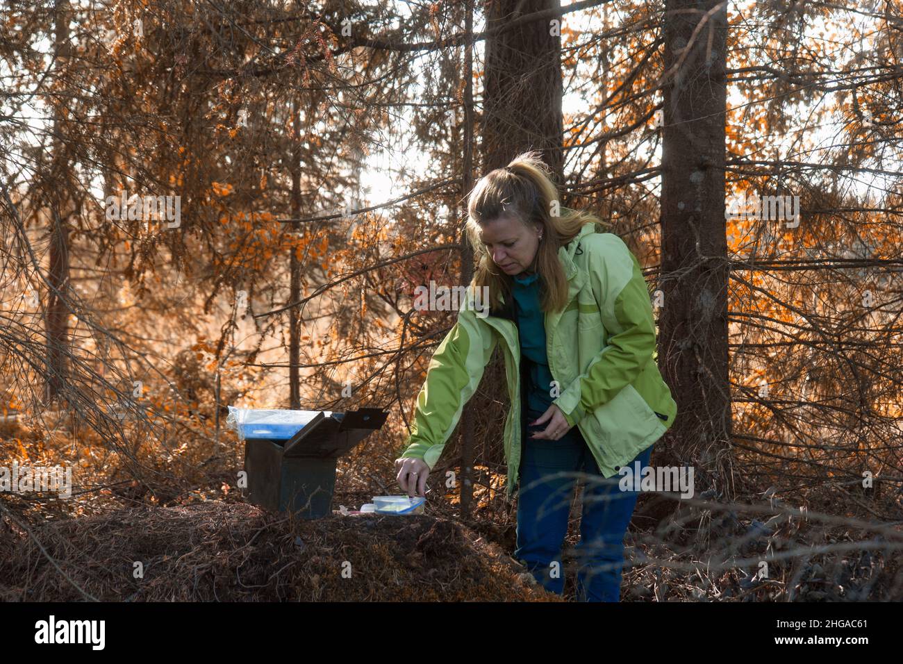 A woman geocaching. Women in woods find geocache container.  Stock Photo