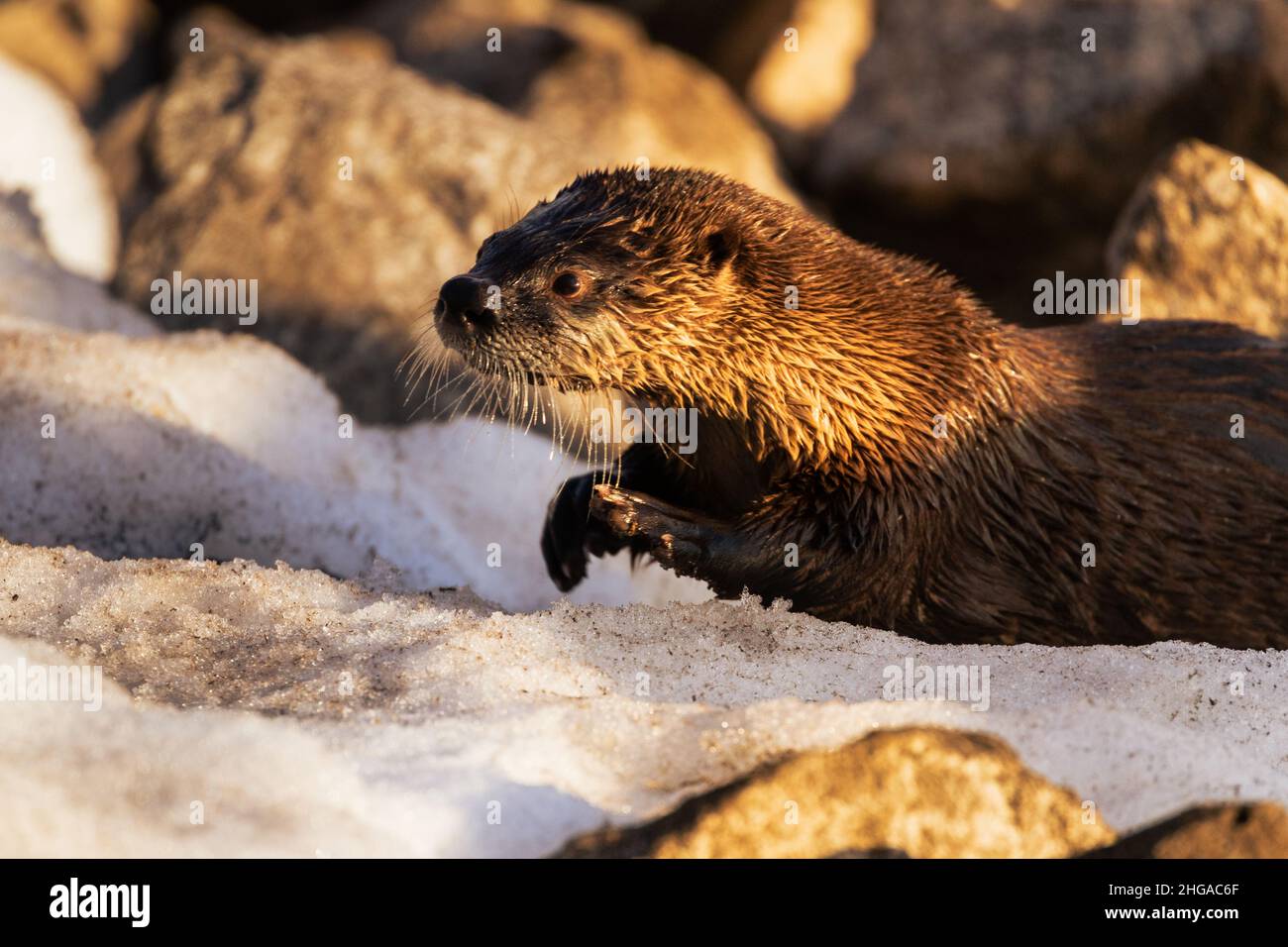 River otter climbing the bank at Lake Almanor in Plumas County, California, USA.  Animal is crawling through snow on a winter day. Stock Photo