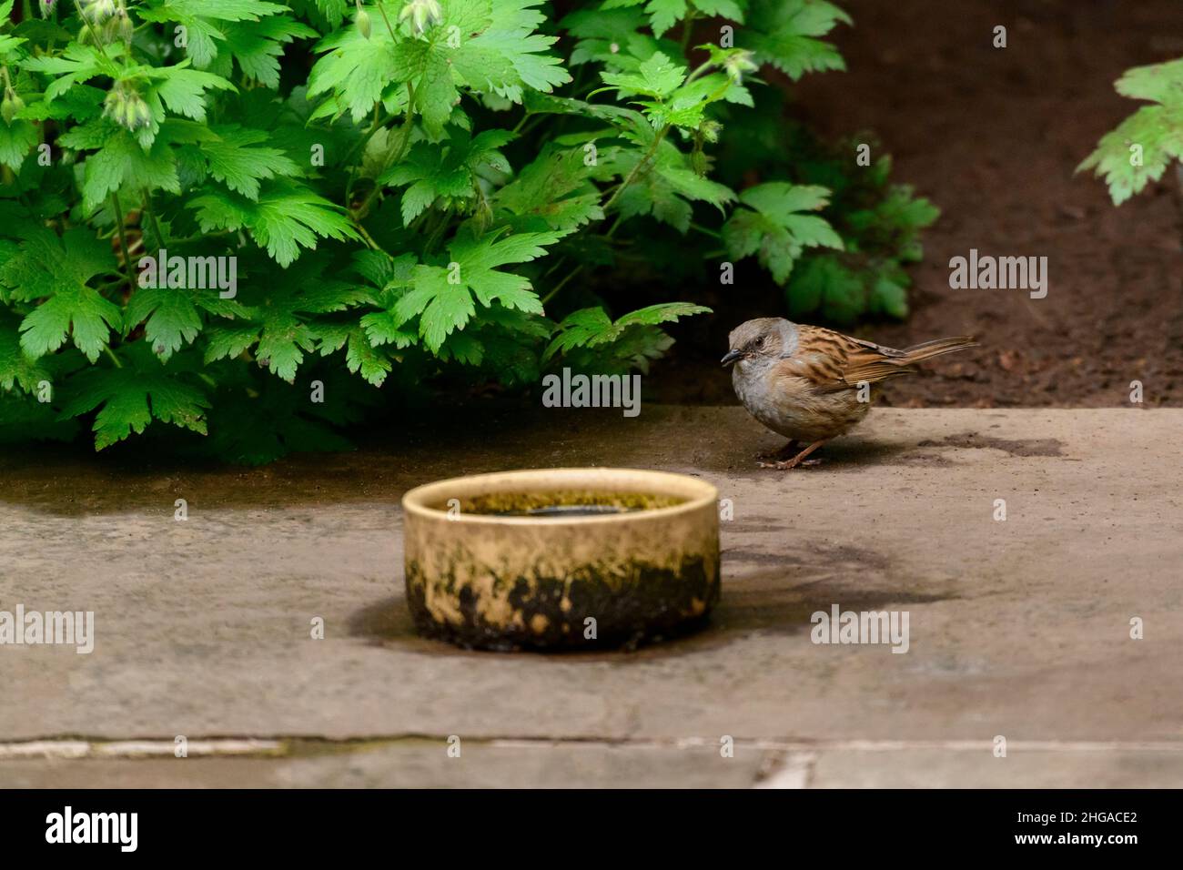 Single garden bird (dunnock) standing on ground (grey, brown black markings, wings, beak, tail, paved patio, by border plant) - Yorkshire, England UK. Stock Photo