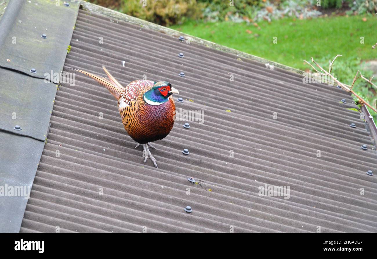 Pheasant (male) on shed roof Stock Photo