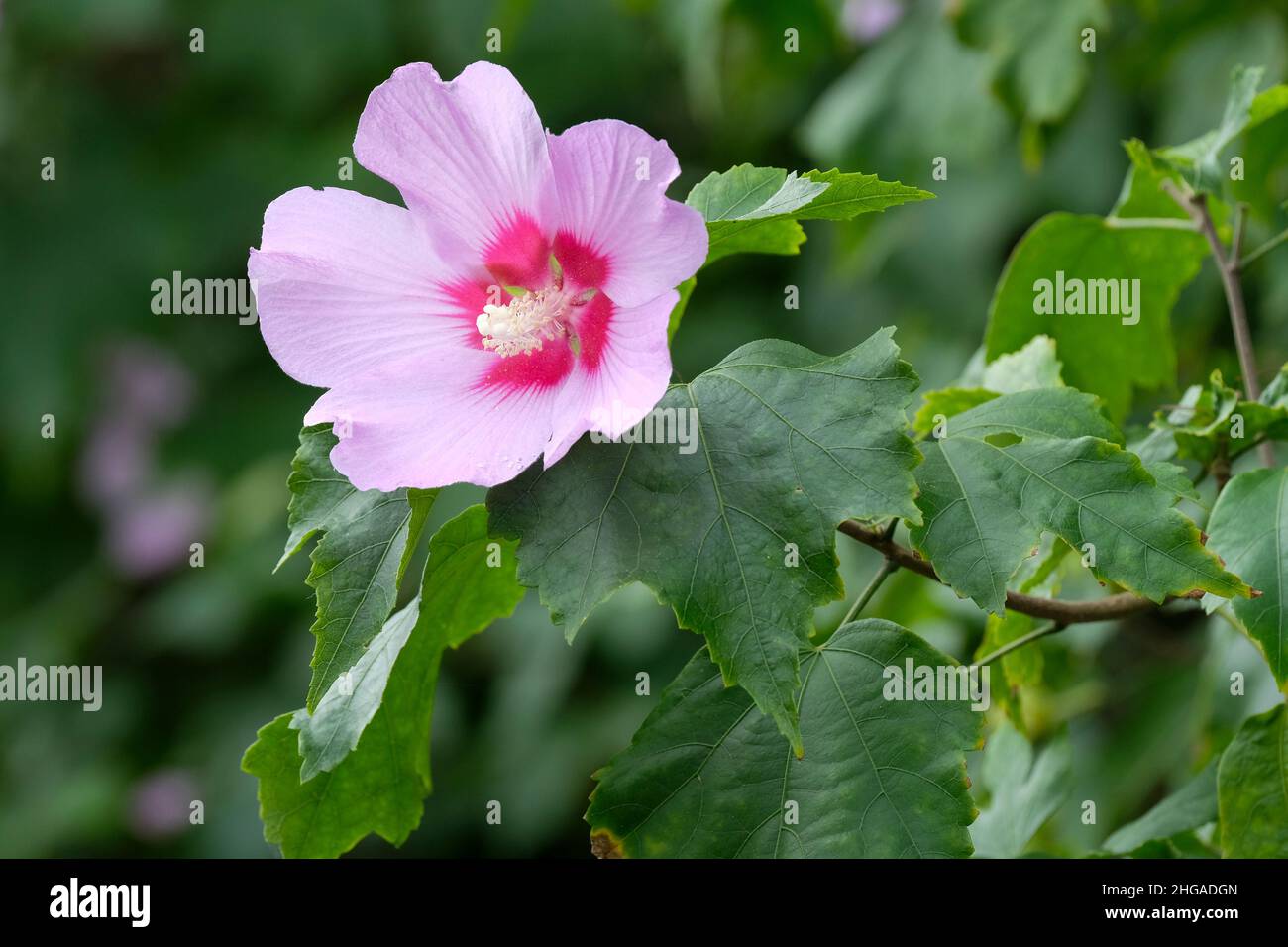 Hibiscus 'Goring Surprise' - Rose Mallow. Pale, lilac flowers Stock Photo