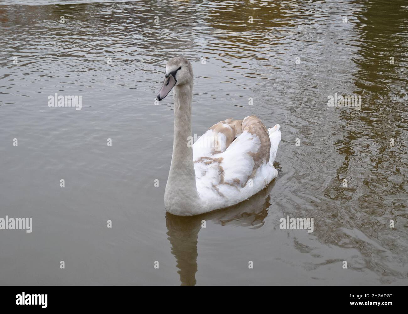 Mute Swan cygnet Stock Photo