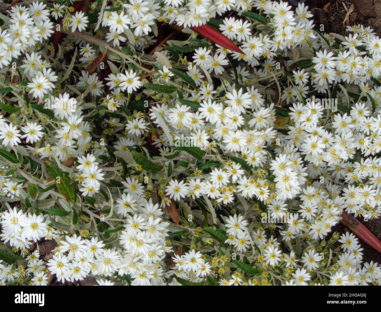 Choas, abstract patterns and textures in nature and the environment ...