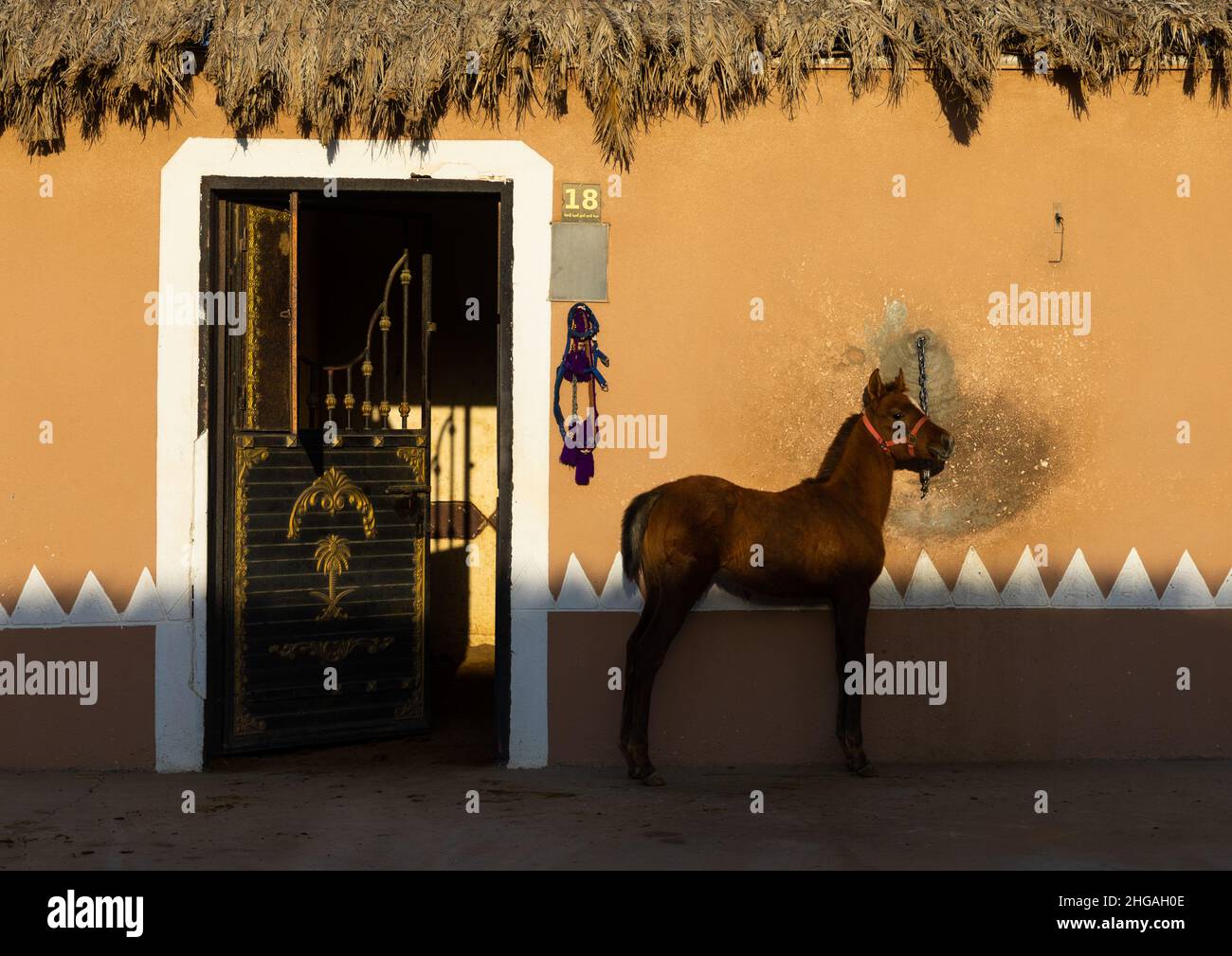 Arabian foal in Alhazm stud, Najran Province, Khubash, Saudi Arabia Stock Photo