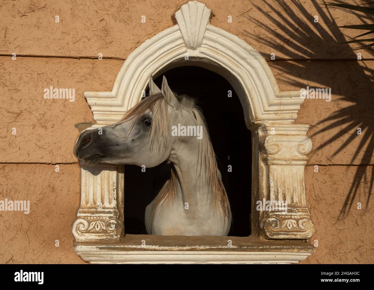 Arabian horse in Alhazm stud paddock, Najran Province, Khubash, Saudi Arabia Stock Photo