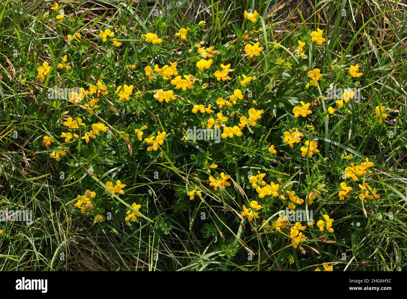 Birdsfoot deer vetch on an alpine meadow at Oetscher in Austria,Europe